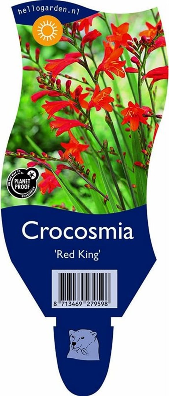 Crocosmia 'Red King' - P11